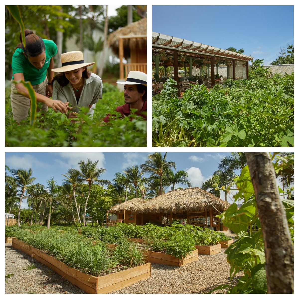 img_collage-huerto-ecologico-clr.jpg